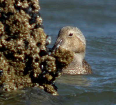 King Eider