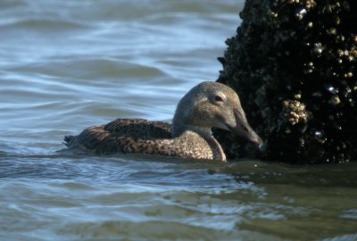 King Eider