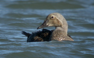 King Eider
