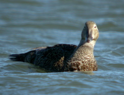 King Eider