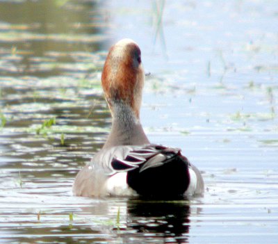 American X Eurasian Wigeon