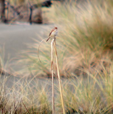 Brown Shrike