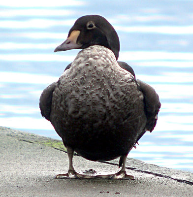 King Eider