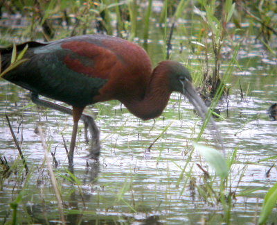 Glossy Ibis