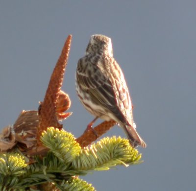 Cassin's Finch