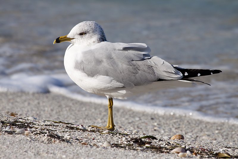 Herring Gull 1