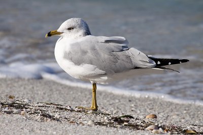 Florida Birds