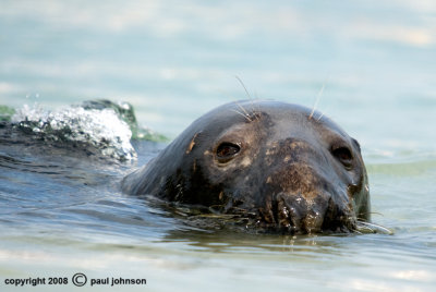 Seal 1.jpg