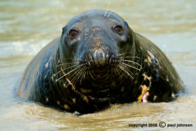 seal 2.jpg