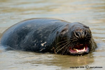 seal 4.jpg