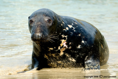 seal 5.jpg