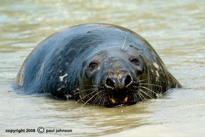 seal 6.jpg