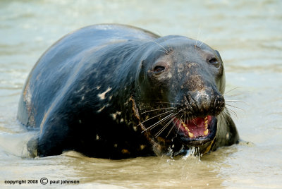 seal 7.jpg