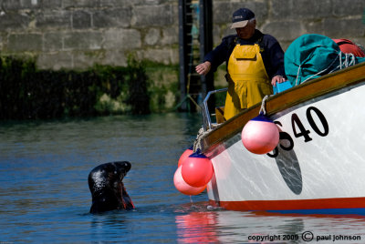 Seal 2.jpg