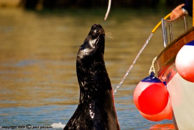 Seal 2.jpg