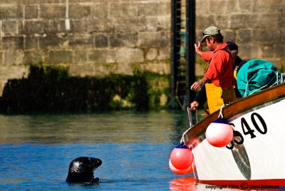 Seals in Newquay Harbour.