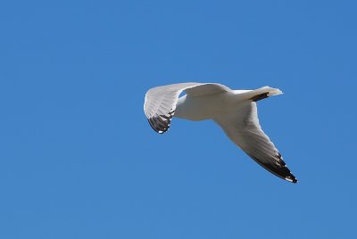 Newport RI 2010_031.jpg