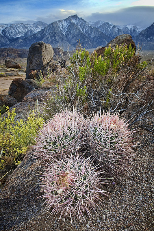 Barrel Cactus and Mount Whitney