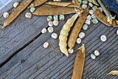 Legumes on Wood