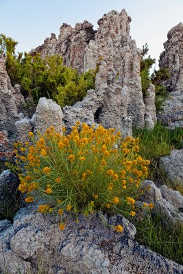 Tufa with Flowers