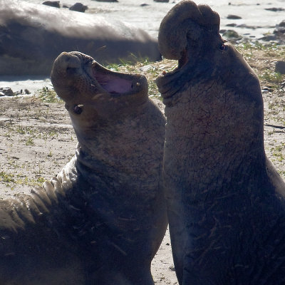  Elephant Seals - Ano Nuevo State Reserve, CA