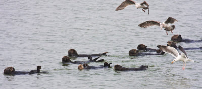 Sea Otters and Gulls - Moss Landing, CA