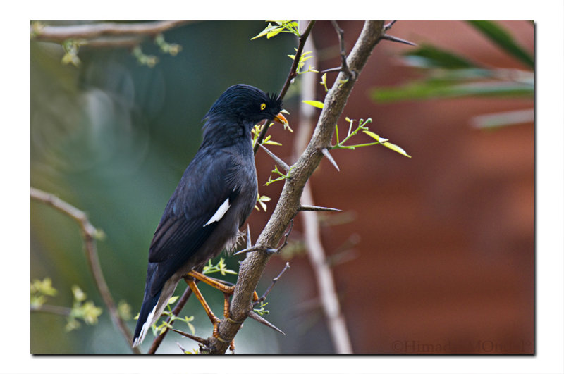 Jungle Myna, Rajarhat