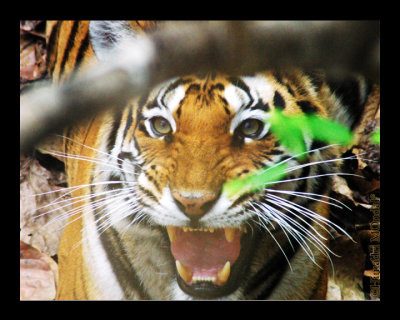 Tiger glare - Kanha NP