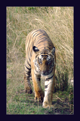 Walk to the water hole - Bandhavgarh NP