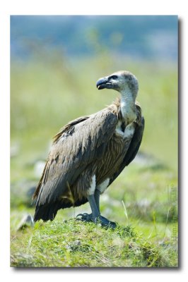 Vulture, Rajarhat