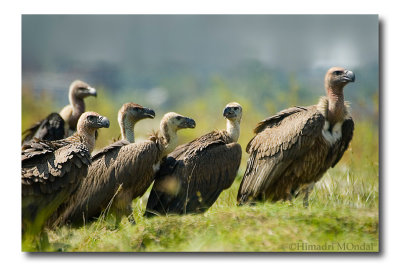 Vultures, Rajarhat