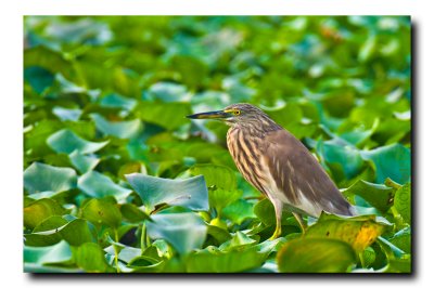 Pond heron - Satragachi Jheel