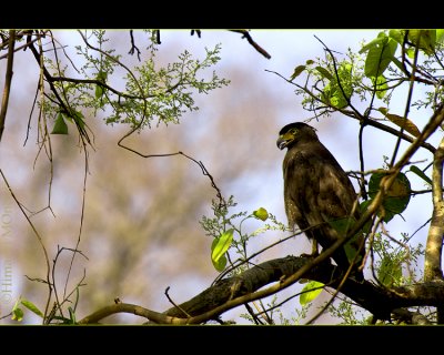 Crested Serpent Eagle - Simlipal