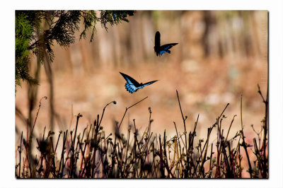 Simlipal National Park - Butterflies
