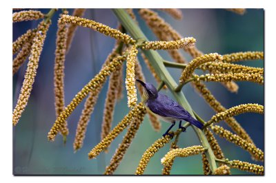 Purple Rumped Sunbird, Rajarhat