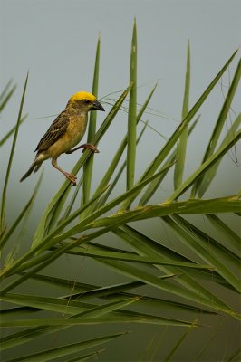 Plucking the best - Baya Weaver