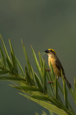 Enough for now - Baya Weaver