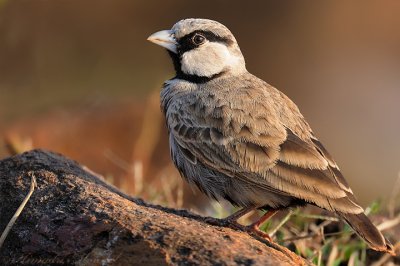 Ashy Crowned Sparrow lark