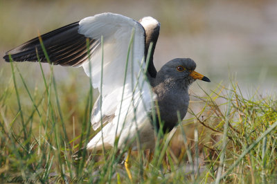 Greyheaded lapwing