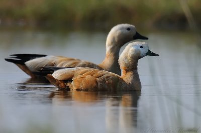 Rudy Shelduck