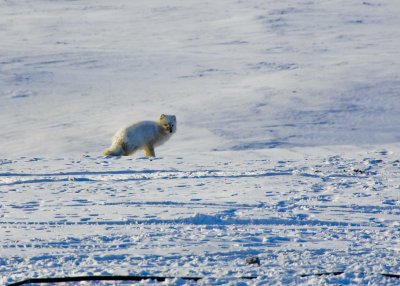Arctic Fox-002.jpg