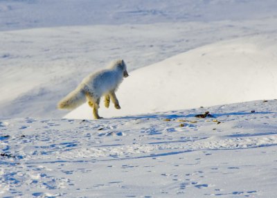 Arctic Fox-005.jpg