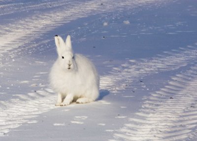 Arctic Hare-001.jpg