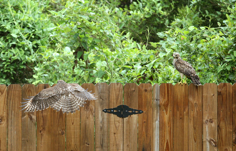 New Red-shouldered clutch mates