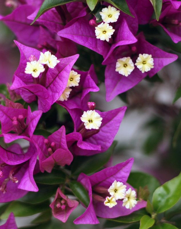 Bougainvillea spectabilis