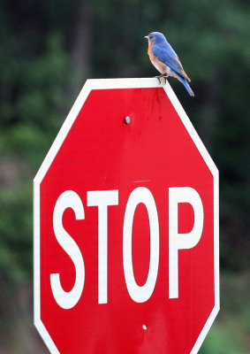 Male Eastern Bluebird:  Sialia mexicana