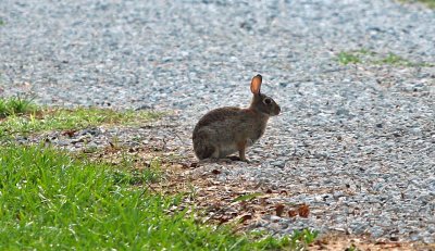 Eastern Cottontail Rabbit - Sylvilagus floridanus