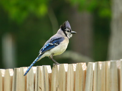 Blue Jay juvenile