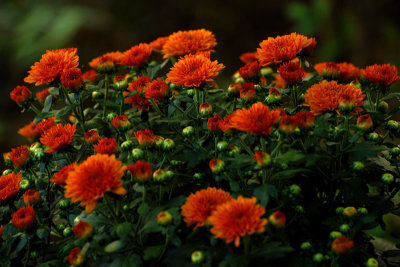 The autumnal flower