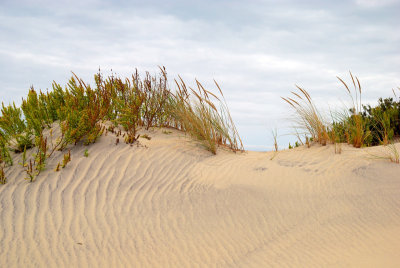 Dune, Oregon Inlet